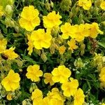 Helianthemum nummulariumBlodyn