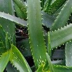 Aloe dawei Lapas