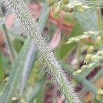 Panicum miliaceum Bark