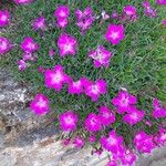 Dianthus gratianopolitanus फूल