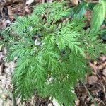 Artemisia annua Blatt