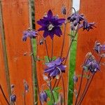 Aquilegia alpinaЦвят