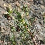 Plantago sempervirens Habit