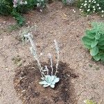 Dudleya pulverulenta Leaf