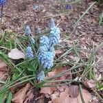 Muscari botryoides Blomma