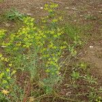 Euphorbia biumbellata Plante entière