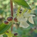 Teucrium flavum Fruit