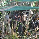 Drosera binata ᱥᱟᱠᱟᱢ