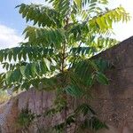 Ailanthus altissimaLeaf