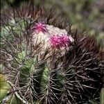 Melocactus curvispinus പുഷ്പം