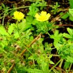 Potentilla grandiflora 花