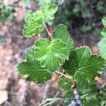 Ribes cereum List