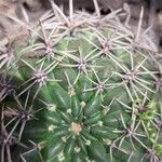 Gymnocalycium baldianum Blatt