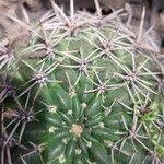 Gymnocalycium baldianum Folha