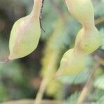 Prosopis koelziana Fruit