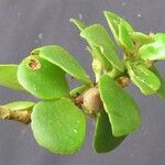 Codonanthe macradenia Otro