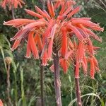 Aloe maculata花