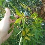 Fraxinus angustifoliaЛіст