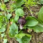 Arisarum simorrhinum Blad