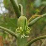 Vasconcellea pubescens Bloem