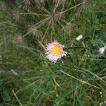 Bellis pappulosa Leaf