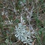 Potentilla argentea Лист