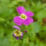 Malcolmia maritima 花