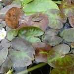 Nymphoides thunbergiana Costuma