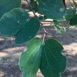 Piliostigma thonningii Leaf