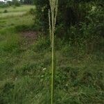 Sporobolus natalensis Flower