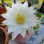Cereus jamacaru Květ