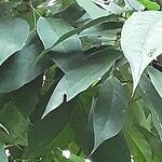 Morisonia paradoxa 葉