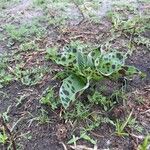 Ledebouria revoluta Лист
