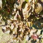 Prunus cerasifera Frunză