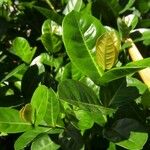 Ixora coccinea Leaf