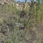 Yucca campestris Habit