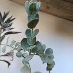 Kalanchoe marnieriana Ліст