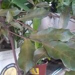 Leea guineensis Leaf