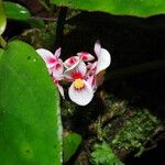 Begonia longipetiolata Flower