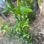 Ilex cornuta ഇല