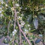 Leptospermum continentale Vekstform