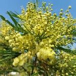 Acacia mearnsii Blomst