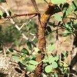 Vachellia permixta Levél