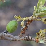 Vangueriopsis lanciflora Meyve