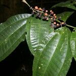 Miconia gracilis ফুল