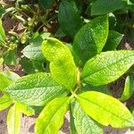 Fadogia triphylla Hoja
