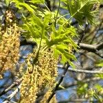 Quercus palustris Blomst