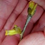 Dirca palustris Blüte