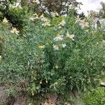 Romneya coulteri عادت داشتن