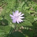 Cichorium endiviaFlower